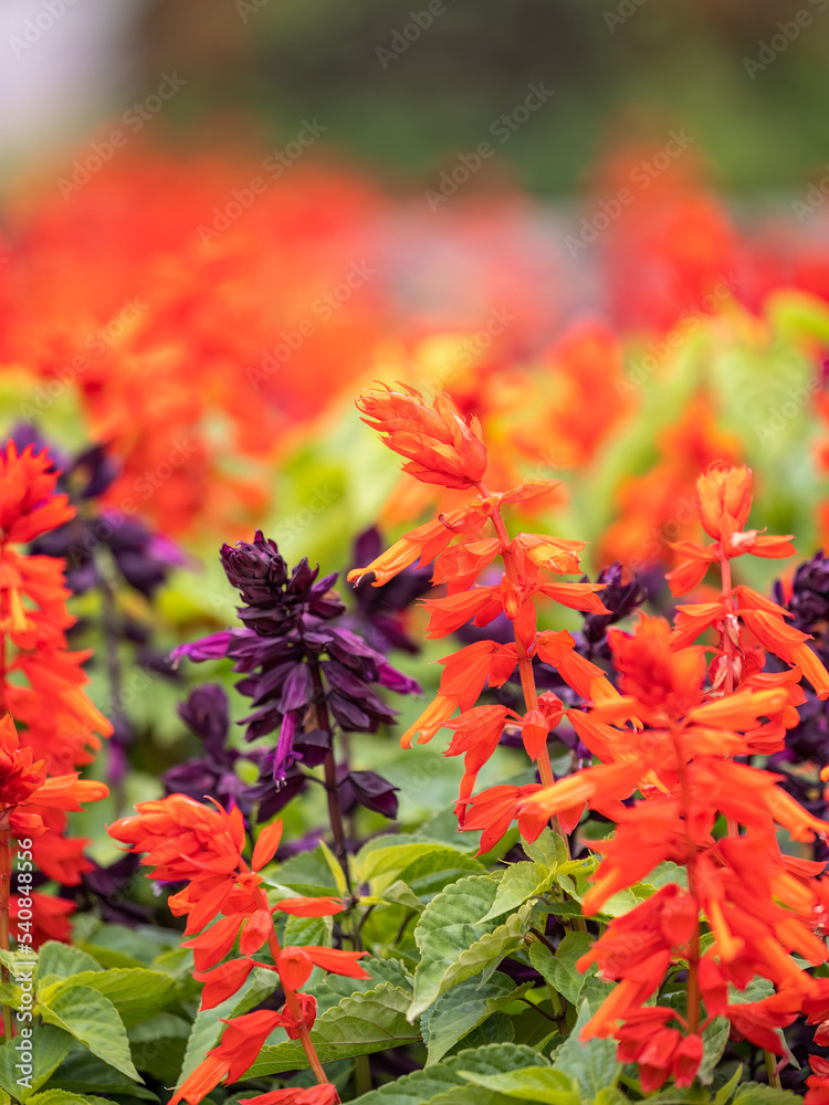 Red and purple salvia flowers, salvia splendens, in the flower garden Red and purple salvia flowers, salvia splendens, in the flower garden