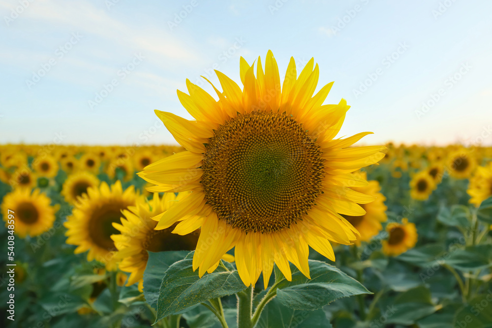 Beautiful blooming sunflower in field on summer day Beautiful blooming sunflower in field on summer day