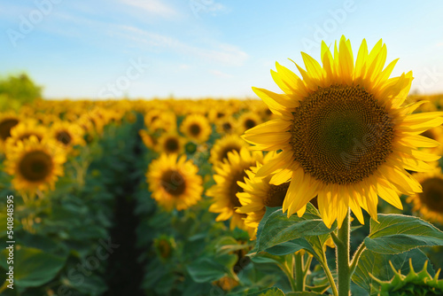 Beautiful blooming sunflower in field under sky on summer day. Space for text