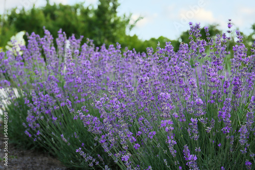 Beautiful blooming lavender plants growing in field
