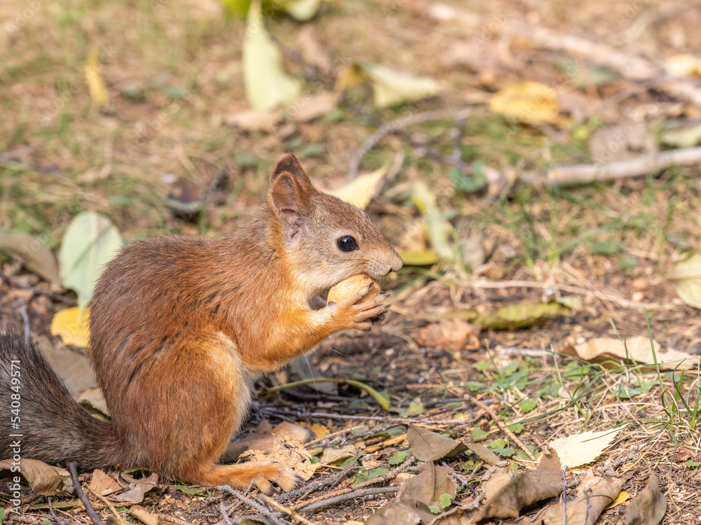 Autumn squirrel with nut sits on green grass with fallen yellow leaves Autumn squirrel with nut sits on green grass with fallen yellow leaves