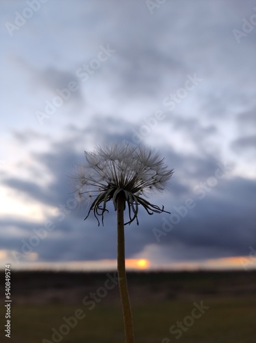 dandelion against the sky