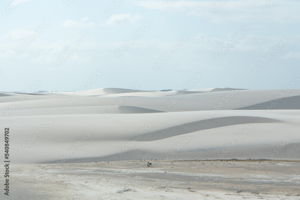 Goats in the middle of sea of dunes in Lençois Maranhenses, Brazil Goats in the middle of sea of dunes in Lençois Maranhenses, Brazil