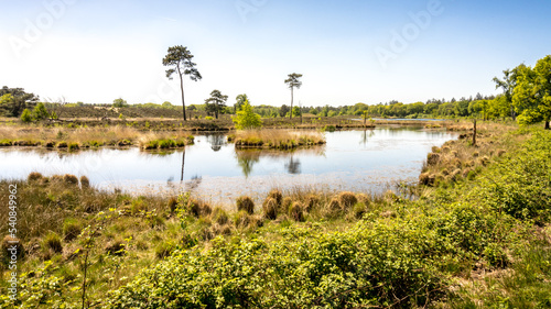Beautiful fen landscape in the Hatertse or Overasseltse Vennen in Overasselt, The Netherlands on a sunny day in summer