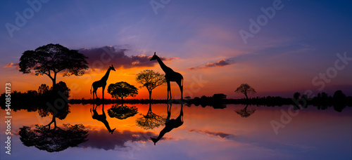 Panorama silhouette Giraffe family and silhouette tree in africa with sunset.Tree silhouetted against a setting sun reflection on water.Typical african sunset with acacia trees in Masai Mara. © noon@photo