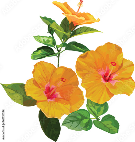 Hibiscus yellow vector illustration