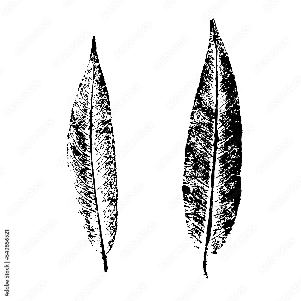 Black and white willow leaves. Ink print of long thin leaves isolated