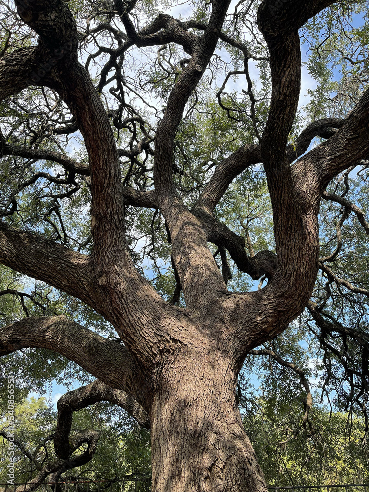 old tree in the park