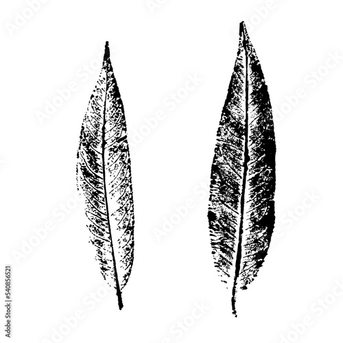 Black and white willow leaves. Ink print of long thin leaves isolated on white background. Natural elements for the design.