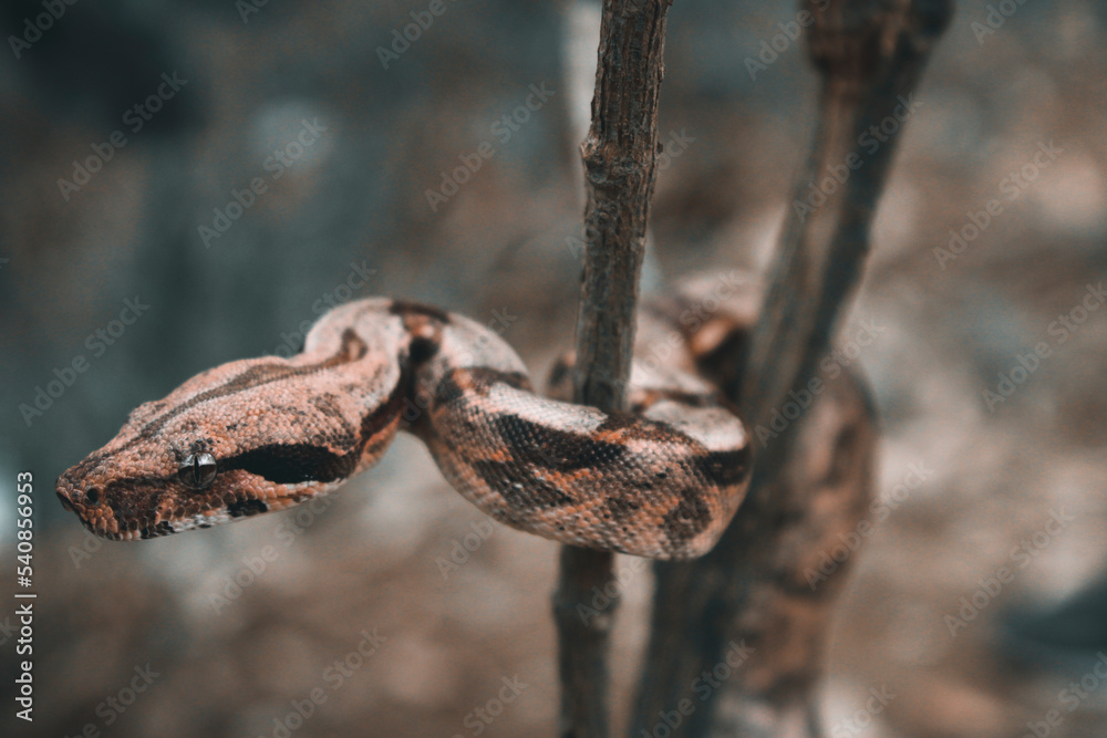 boa snake in natural habitat boa snake in natural habitat