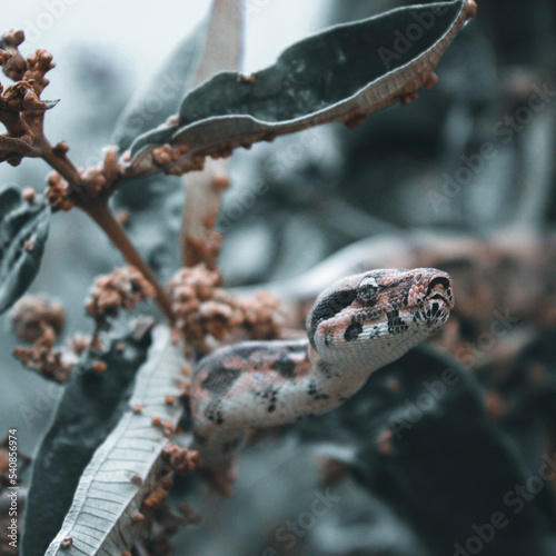 boa snake in natural habitat