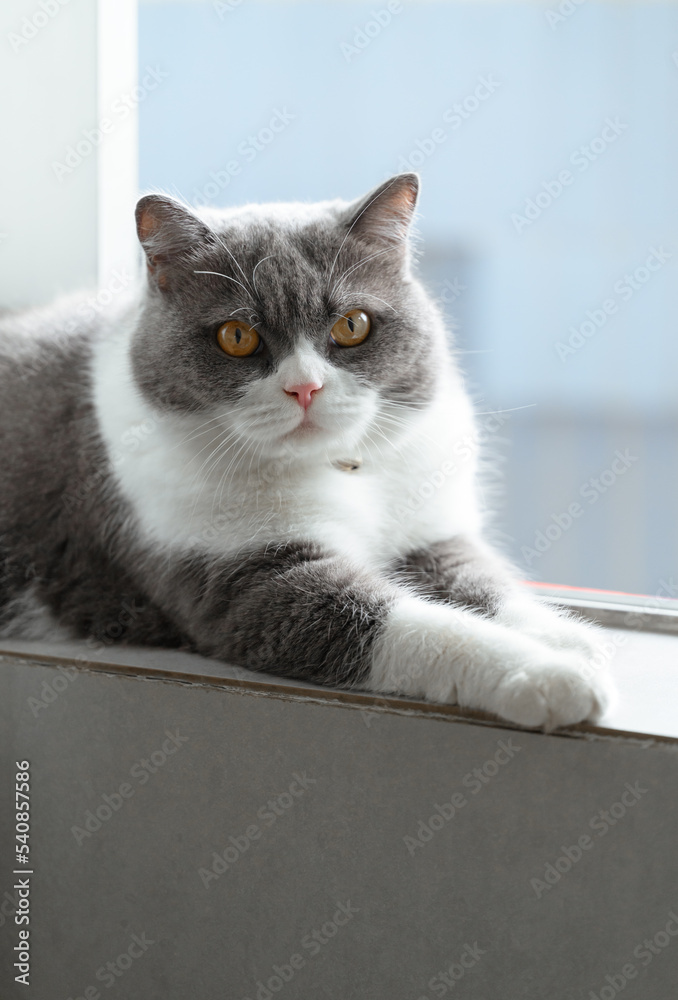 British Shorthair cat lying on the windowsill British Shorthair cat lying on the windowsill