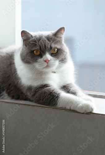 British Shorthair cat lying on the windowsill