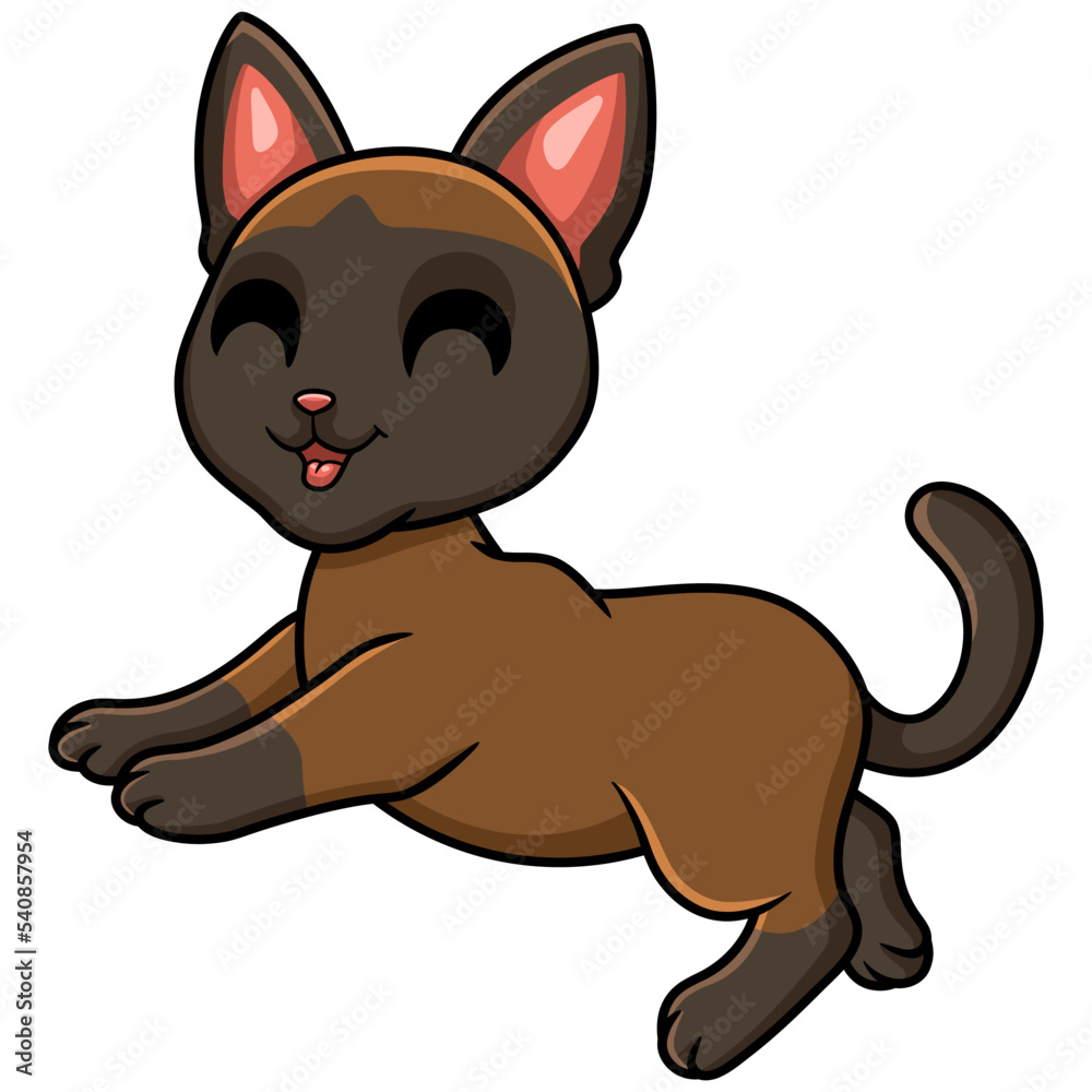 Cute tonkinese cat cartoon walking