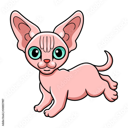 Cute sphynx cat cartoon walking