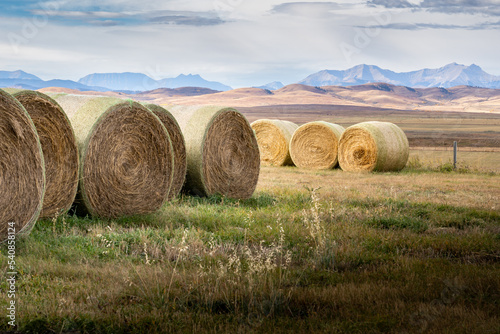 Round hay rolls stacked in a harvested field in the Alberta prairies near the Canadian Rocky Mountains in Canada.