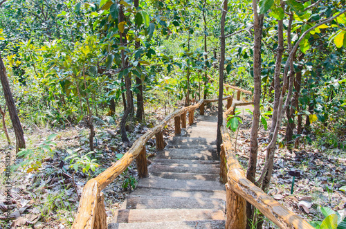 Concrete stairs in short many varieties of trees in light