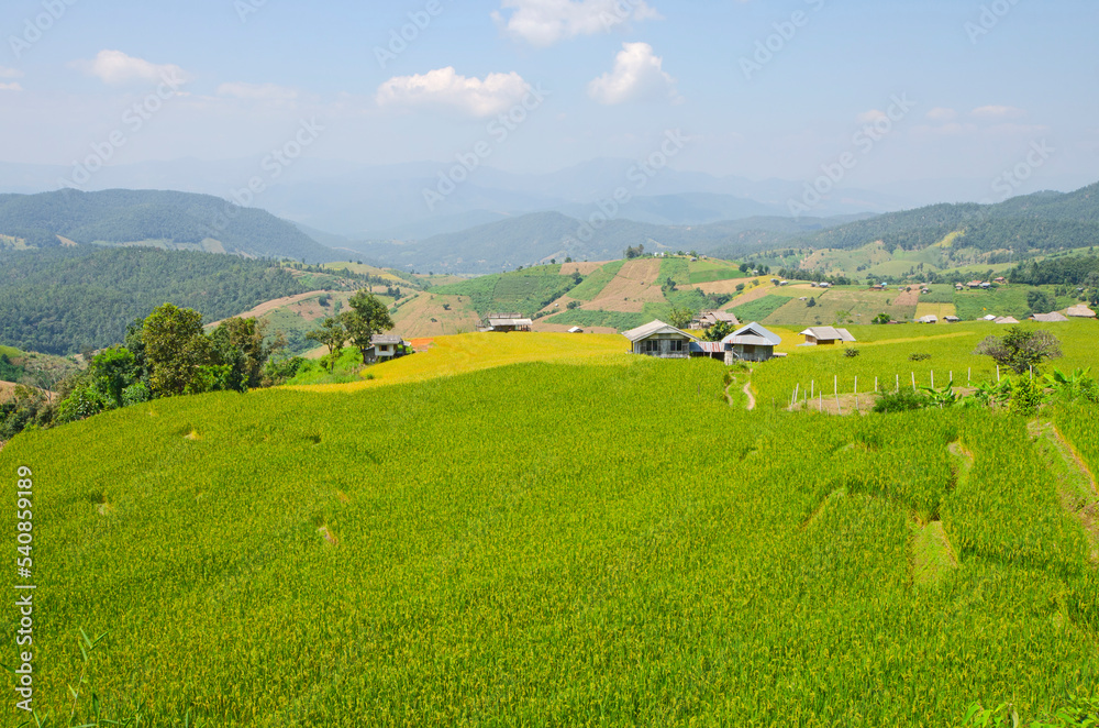 Green and yellow rice field and farmer house on the hills