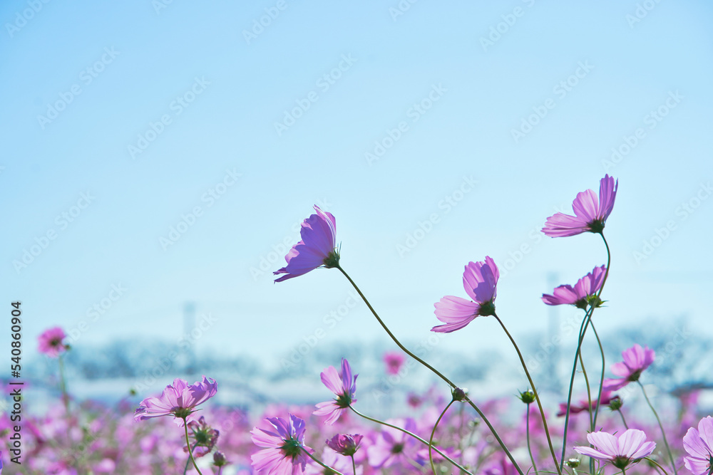 ピンクのコスモスと秋の青空