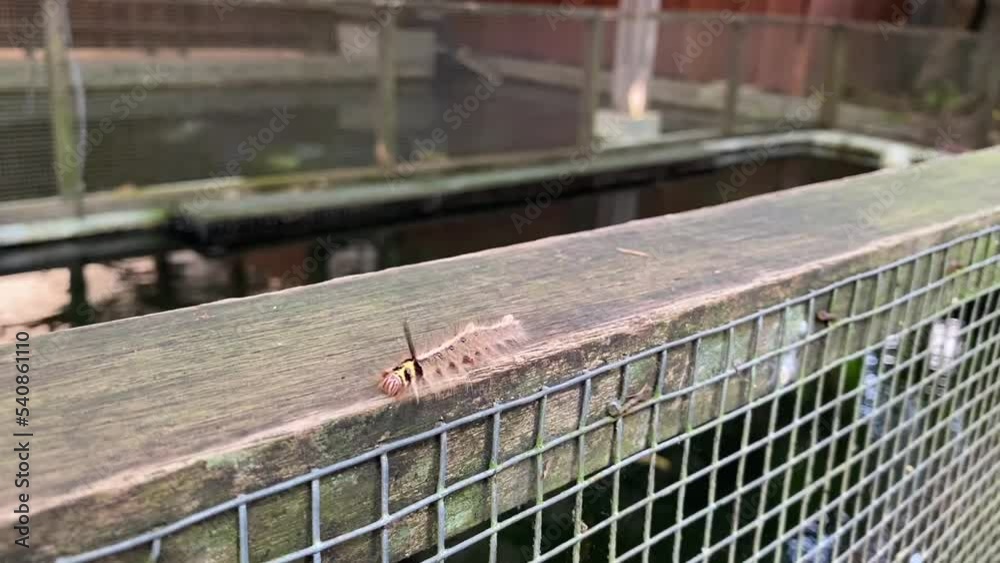 close up view of caterpillar walking on the wood above the fence in the garden close up view of caterpillar walking on the wood above the fence in the garden
