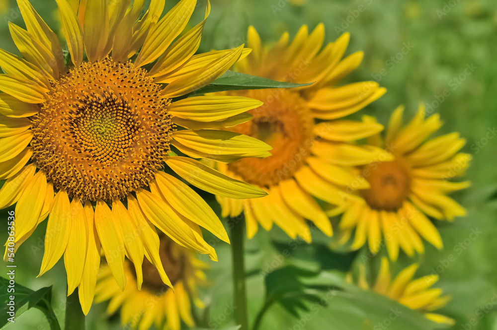 ヒマワリの花（Sunflower）