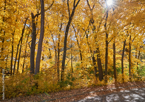 Autumn Trees and Leaves Golden Forest Landscape  Autumn in the Park with sunshine peeking through trees