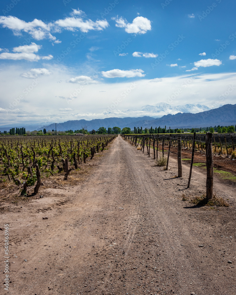 Fototapeta premium vineyard in mendoza Argentina wine country
