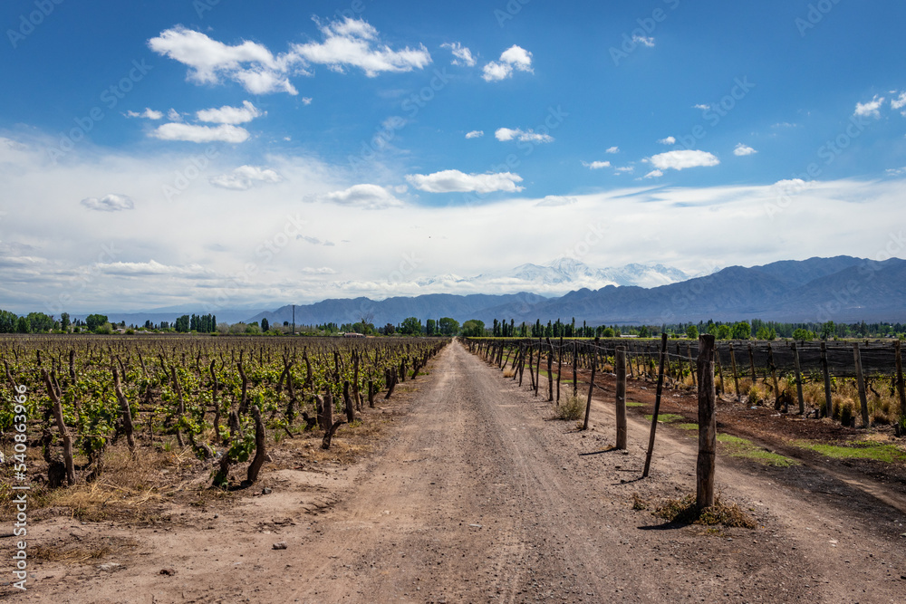 vineyard in mendoza Argentina wine country