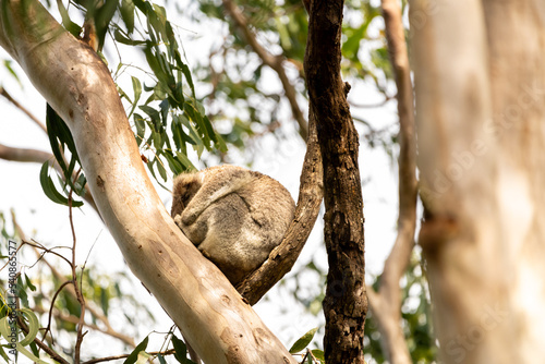 Billede på lærred One wild Koala Bear (Phascolarctos cinereus) seen in Byron Bay, New South Wales in native gum eucalyptus tree