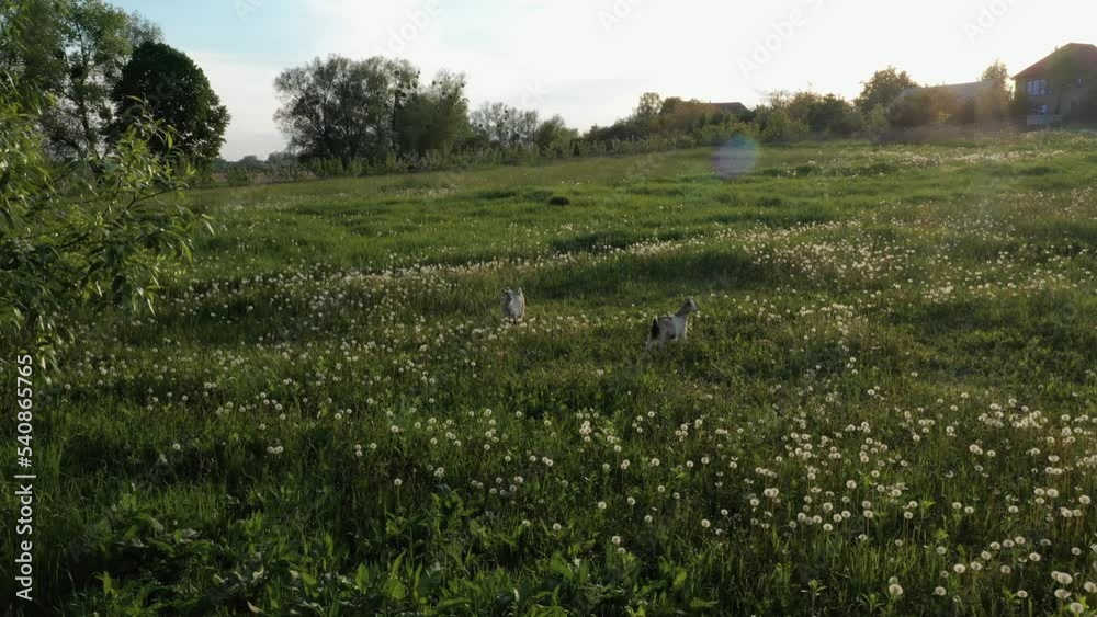 Sunset at Ukrainian village. Green calm nature grass field meadow. 4k aerial top view goat. landscape farmland hill country sunset. Slow motion. grazing goats farm animals trees flowers dandelions Sunset at Ukrainian village. Green calm nature grass field meadow. 4k aerial top view goat. landscape farmland hill country sunset. Slow motion. grazing goats farm animals trees flowers dandelions