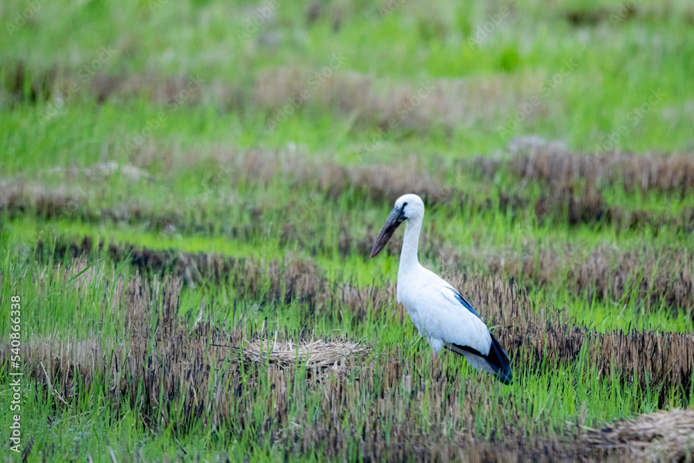 Fototapeta premium The heron on the field