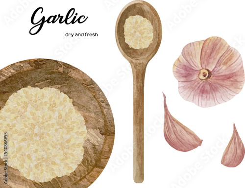 Watercolor fresh and dry garlic in wooden bowl and spoon. Kitchen spices and herbs set.