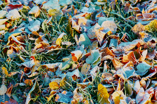 Autumn leaves covered in early morning frost