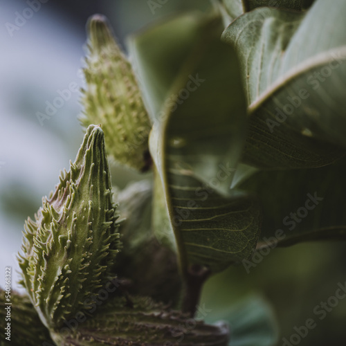 Selective focus on an unopened milkweed follicle seed pod in the fall.  photo