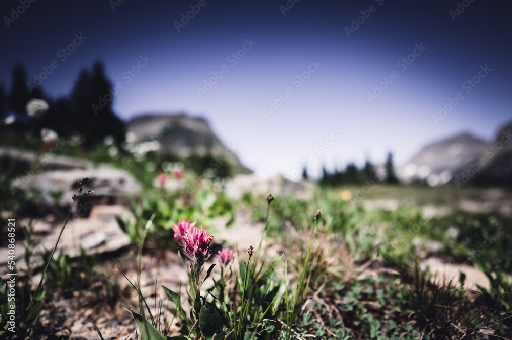 Obraz premium Indian paintbrush flowers along a mountain trail in Glacier National Park, Montana.