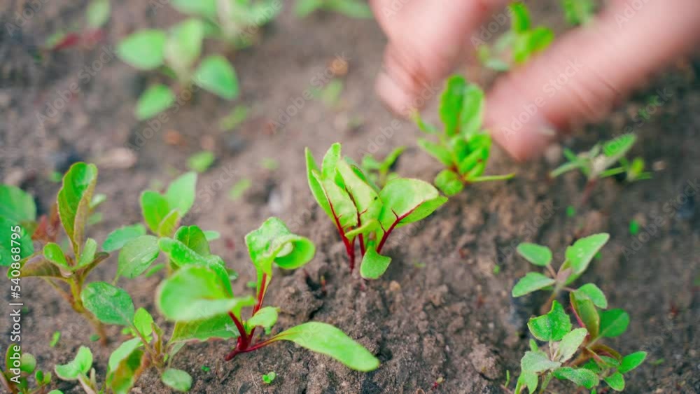 Hand weeding a garden bed with growing red beets from weeds. Hand processing and caring for a home plantation close-up. Growing homemade food in prepared soil. thickets of weeds Hand weeding a garden bed with growing red beets from weeds. Hand processing and caring for a home plantation close-up. Growing homemade food in prepared soil. thickets of weeds