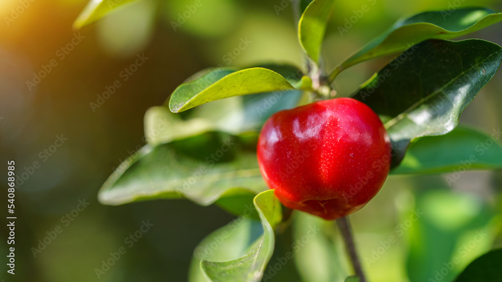 Fresh organic Acerola cherry on the tree Fresh organic Acerola cherry on the tree
