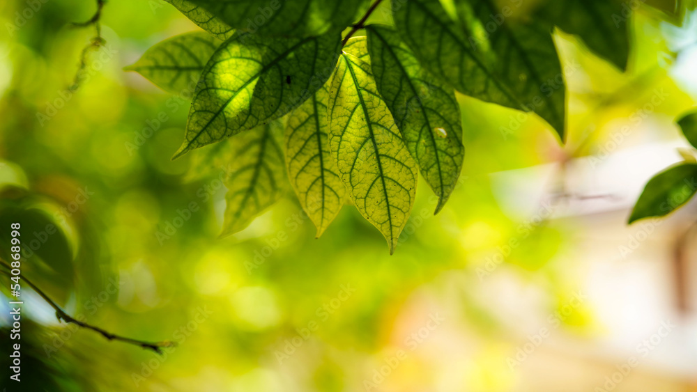 Nature of green leaves in summer garden nature green plant leaves use as spring background. Nature of green leaves in summer garden nature green plant leaves use as spring background.