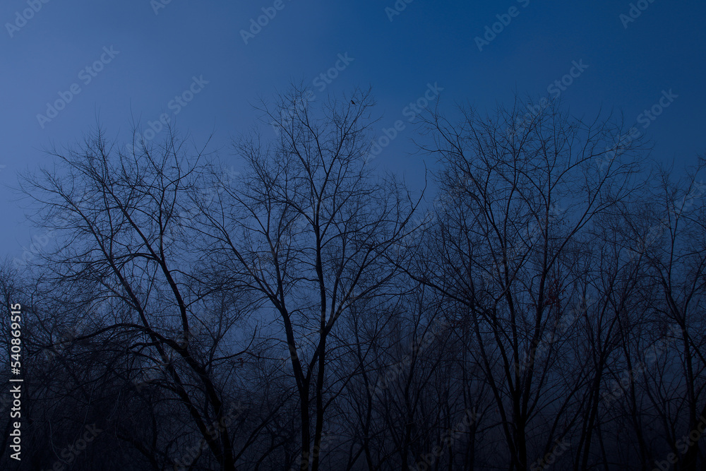 Scary night forest of leafless trees. Scary night forest of leafless trees.