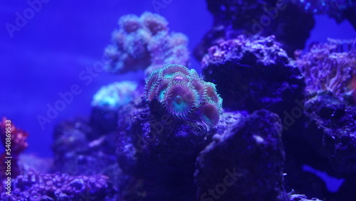 Button Polyps Bright Green Zoanthid Polyp Soft Corals  © Jimmy