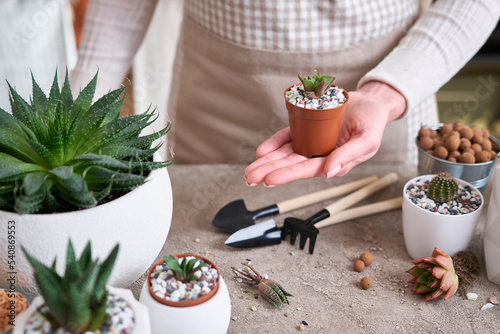 Woman holding planted Succulent haworthia Plant in brown plastic Pot