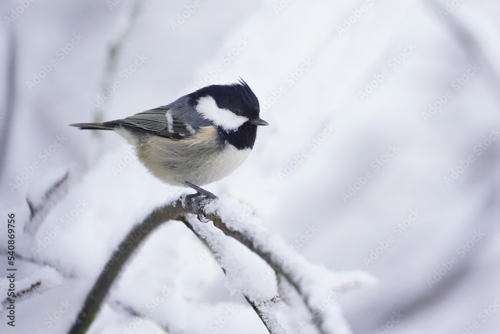 A cute coal tit sitting onthe branch. Winter scene with a titmouse. Periparus ater A cute coal tit sitting onthe branch. Winter scene with a titmouse. Periparus ater