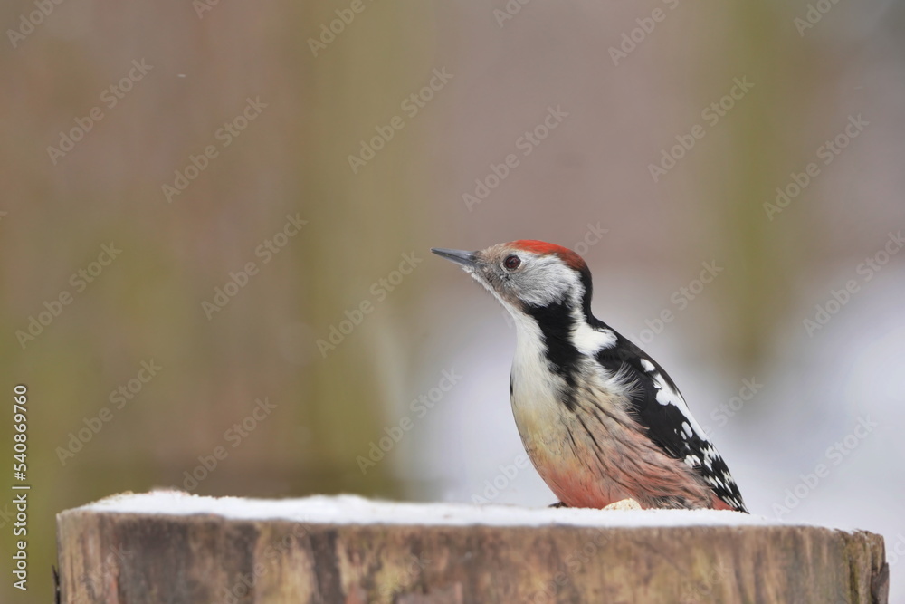 Middle spotted woodpecker sitting on the tree stump. Portrait of a woodpecker in winter forest. Winter scene with a bird. Dendrocopos medius Middle spotted woodpecker sitting on the tree stump. Portrait of a woodpecker in winter forest. Winter scene with a bird. Dendrocopos medius