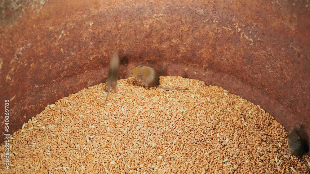 Field mice in a barrel of wheat closeup, trying to get out. Grain