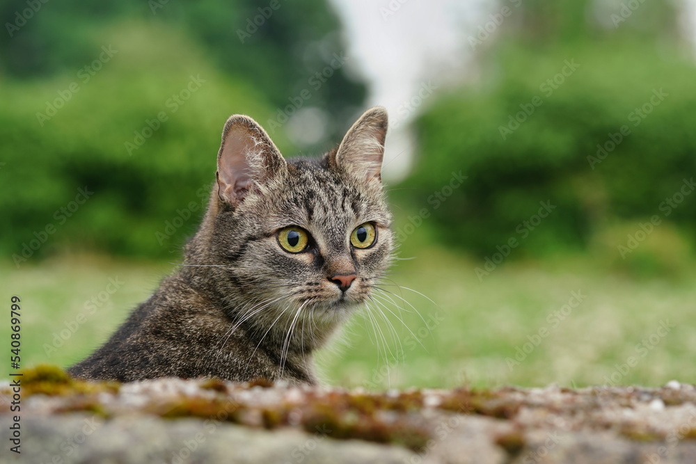 Closeup portrait of a beautiful tabby cat. 