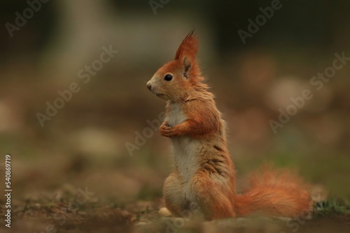 A cute red squirrel sits in the park in autumn leaves. Sciurus vulgaris