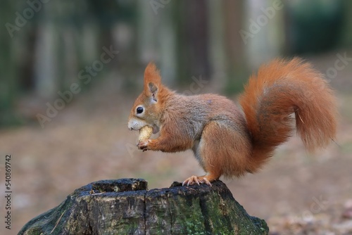 A european red squirrel sitting on the tree stump. Wildlife scene with a squirrel.  Sciurus vulgaris