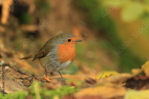 Portrait of a cute european robin. Erithacus rubecula. Wildlife scene with a colorful song bird.