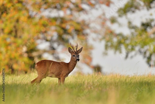 A cute young roebuck standing on the meadow. Capreolus capreolus. Beautiful autumn scene with a roe deer. 