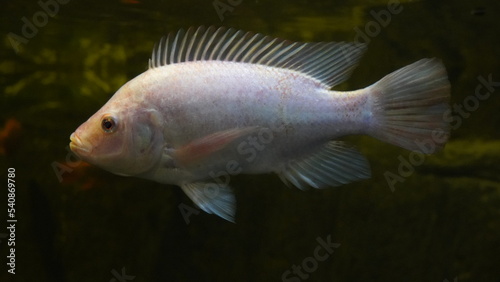 goldfish | Cyprinus Carpio Linne in aquarium